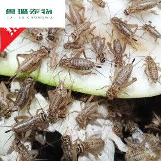 龍魚可以喂蟋蟀嗎？：龍魚可以喂蟋蟀嗎 龍魚百科 第2張