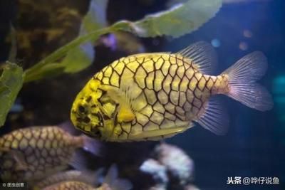 小型龍魚(yú)：小型龍魚(yú)的養(yǎng)殖方法