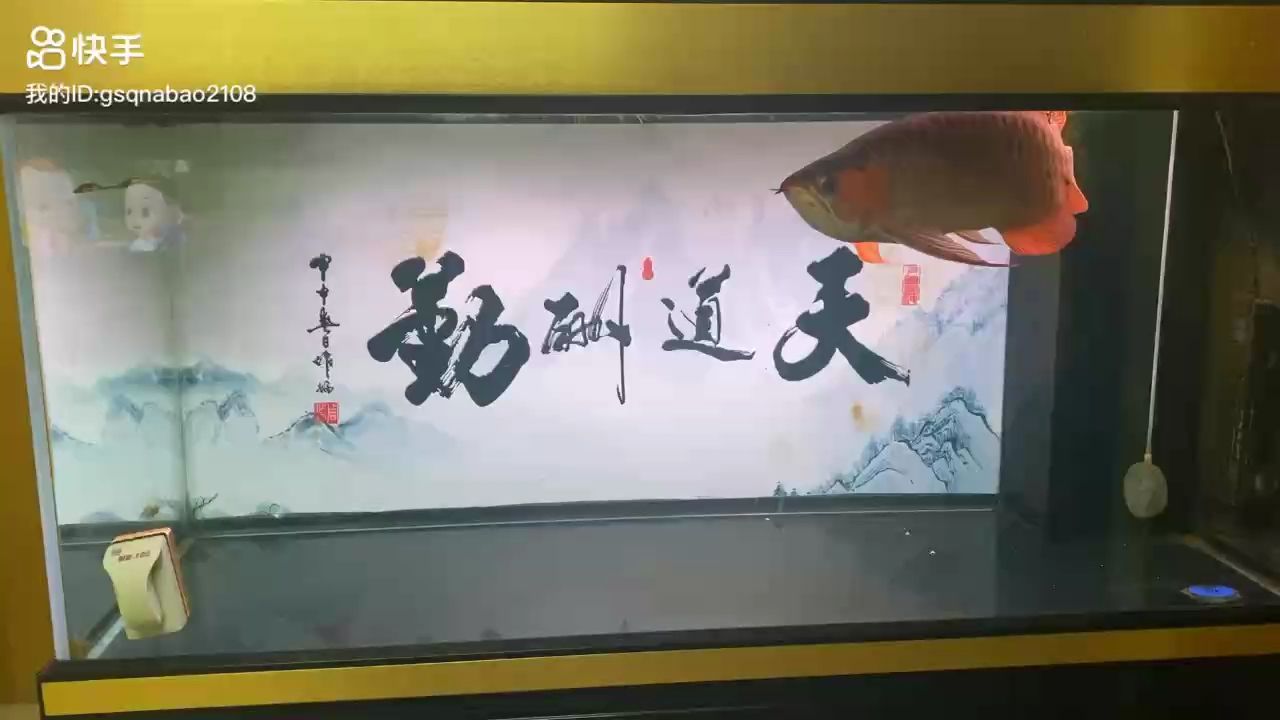 焦慮癥真的折磨的我夠夠的：養(yǎng)魚(yú)從來(lái)沒(méi)有放棄 觀賞魚(yú)論壇