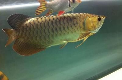 龍魚怎么喂小魚吃飼料：喂食龍魚小魚飼料的方法 龍魚百科 第1張