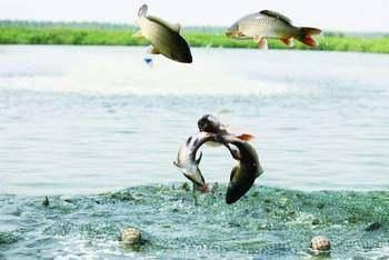 贊賞龍魚(yú)的詩(shī)句有哪些：贊賞龍魚(yú)的詩(shī)句 龍魚(yú)百科 第3張