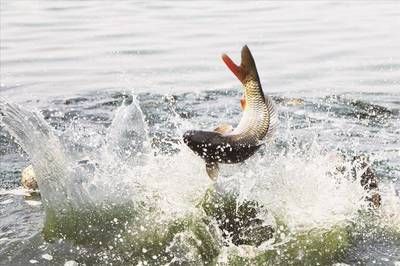 贊賞龍魚(yú)的詩(shī)句有哪些：贊賞龍魚(yú)的詩(shī)句 龍魚(yú)百科 第1張