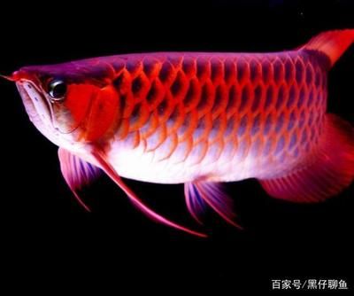 龍魚腸炎后多久才能喂食？：龍魚腸炎后的喂食時間 龍魚百科 第2張