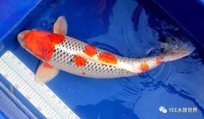 龍魚眼睛紅色是什么：龍魚眼睛紅色是什么原因 龍魚百科 第2張