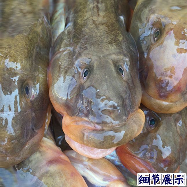 中國野生龍魚：中國野生龍魚是一種什么樣的魚？