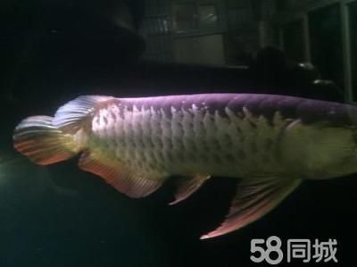 金龍魚(yú)號(hào)半和高背怎么判斷：金龍魚(yú)號(hào)半和高背怎么判斷金龍魚(yú)號(hào)半和高背怎么判斷 龍魚(yú)百科 第3張