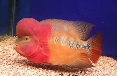 龍魚(yú)長(zhǎng)期吃小金魚(yú)：小金魚(yú)可以作為龍魚(yú)的食物之一但不建議長(zhǎng)期將其作為主要食物