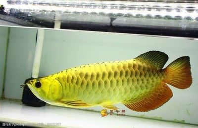 什么叫過背金龍魚圖：挑選過背金龍魚的注意事項(xiàng)