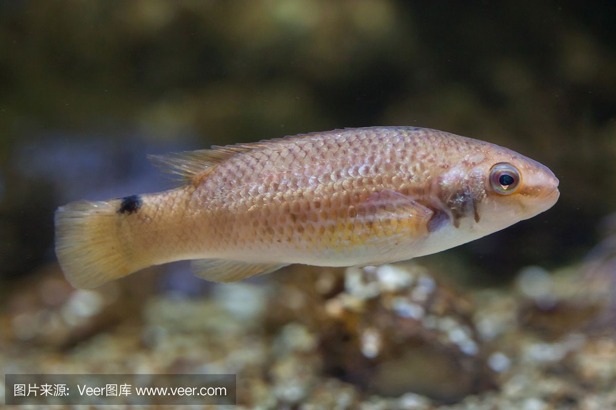 紅龍海水魚紅龍魚：紅龍魚是一種美麗的硬骨舌魚的紅色亞種，它們是非常原始的魚類