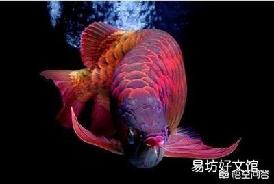 粉紅金龍魚：粉紅金龍魚是一種美麗且具有文化意義的熱帶淡水觀賞魚 龍魚百科 第2張