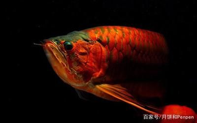 龍魚換水后不吃食什么原因：龍魚換水后不吃食可能是由多種因素引起的 龍魚百科 第2張