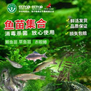 養(yǎng)龍魚一個(gè)月電費(fèi)：養(yǎng)龍魚一個(gè)月電費(fèi)支出取決于什么？