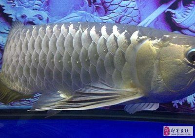 大金龍魚為什么那么貴?。捍蠼瘕堲~為什么那么貴 龍魚百科 第3張