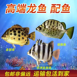 金鼓魚和龍魚混養(yǎng)嗎：金鼓魚和龍魚可以混養(yǎng)嗎