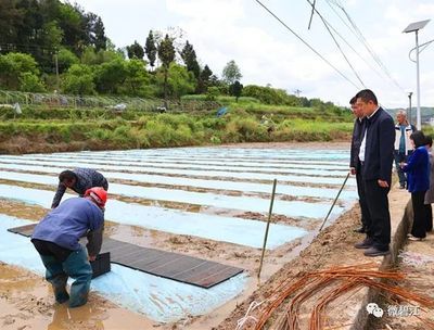 龍魚頭頂發(fā)白是水莓病嗎怎么治好：龍魚頭頂發(fā)白是水莓病嗎 龍魚百科 第2張