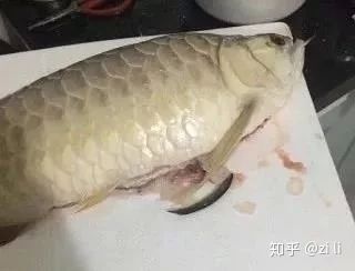 龍魚肚子凹凸不平：龍魚肚子凹凸不平可能是由多種原因引起的 龍魚百科 第3張