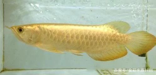 龍魚的外形特征介紹：亞洲龍魚、金龍魚的外形特征介紹，龍魚的外形特征介紹 龍魚百科 第3張