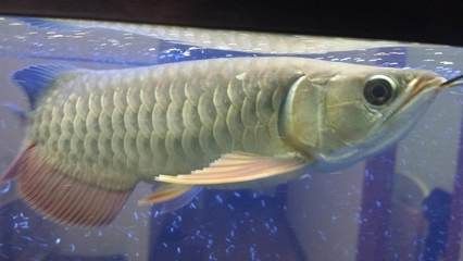 體型最大的龍魚品種：體型最大的龍魚品種是什么？ 龍魚百科 第2張