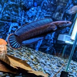 奶茶雷龍魚是哪國的品種?。耗滩枥堲~是什么？ 龍魚百科 第3張