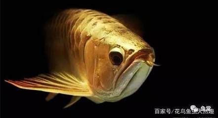 龍魚驚嚇不吃食什么原因：龍魚驚嚇不吃食什么原因龍魚不吃食什么原因 龍魚百科 第2張