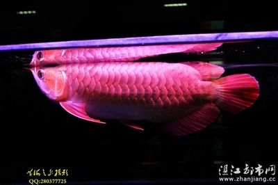 紅龍魚芯片在什么位置生長：紅龍魚的芯片在什么位置生長