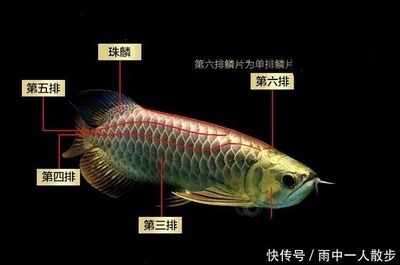 金龍魚麟片值錢嗎：金龍魚鱗片值錢嗎 龍魚百科 第3張