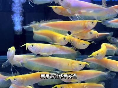 黃化白子龍魚能長(zhǎng)多大：黃化白子龍魚的體型大小與其生活環(huán)境、基因以及飼養(yǎng)條件有關(guān)