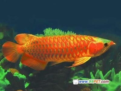 金龍魚的標(biāo)準(zhǔn)：金龍魚的產(chǎn)品嚴(yán)格遵守了多個(gè)國家和地區(qū)的食品安全標(biāo)準(zhǔn)