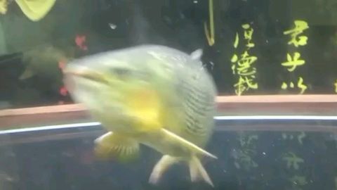 黃金河虎和黃金猛魚哪個適合龍魚：黃金河虎和黃金猛魚哪個適合龍魚哪個適合龍魚哪個