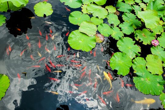 小龍魚產(chǎn)自哪里的魚：小龍魚在世界各地被廣泛養(yǎng)殖，在世界各地被廣泛養(yǎng)殖 龍魚百科 第1張