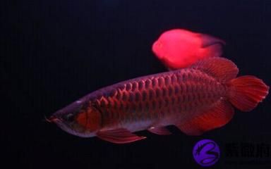 紅龍魚屬于什么魚：紅龍魚養(yǎng)殖方法 龍魚百科 第3張