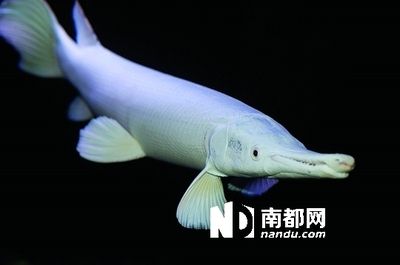 白化火箭魚和龍魚能不能混養(yǎng)：白化火箭魚和龍魚可以混養(yǎng)嗎？