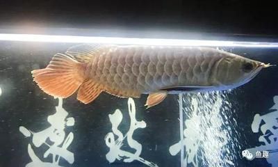 龍魚多少元一條魚：龍魚價格多少錢一條 龍魚百科 第3張