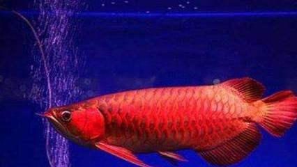 紅龍魚(yú)品種大?。杭t龍魚(yú)品種和大小