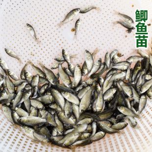 龍魚喂魚苗要經(jīng)過處理嗎？：喂食龍魚魚苗需要經(jīng)過消毒、喂食、調(diào)整水溫和飼養(yǎng) 龍魚百科 第3張