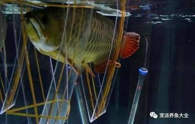 龍魚(yú)夾板治療有效果嗎：龍魚(yú)夾板治療有效嗎