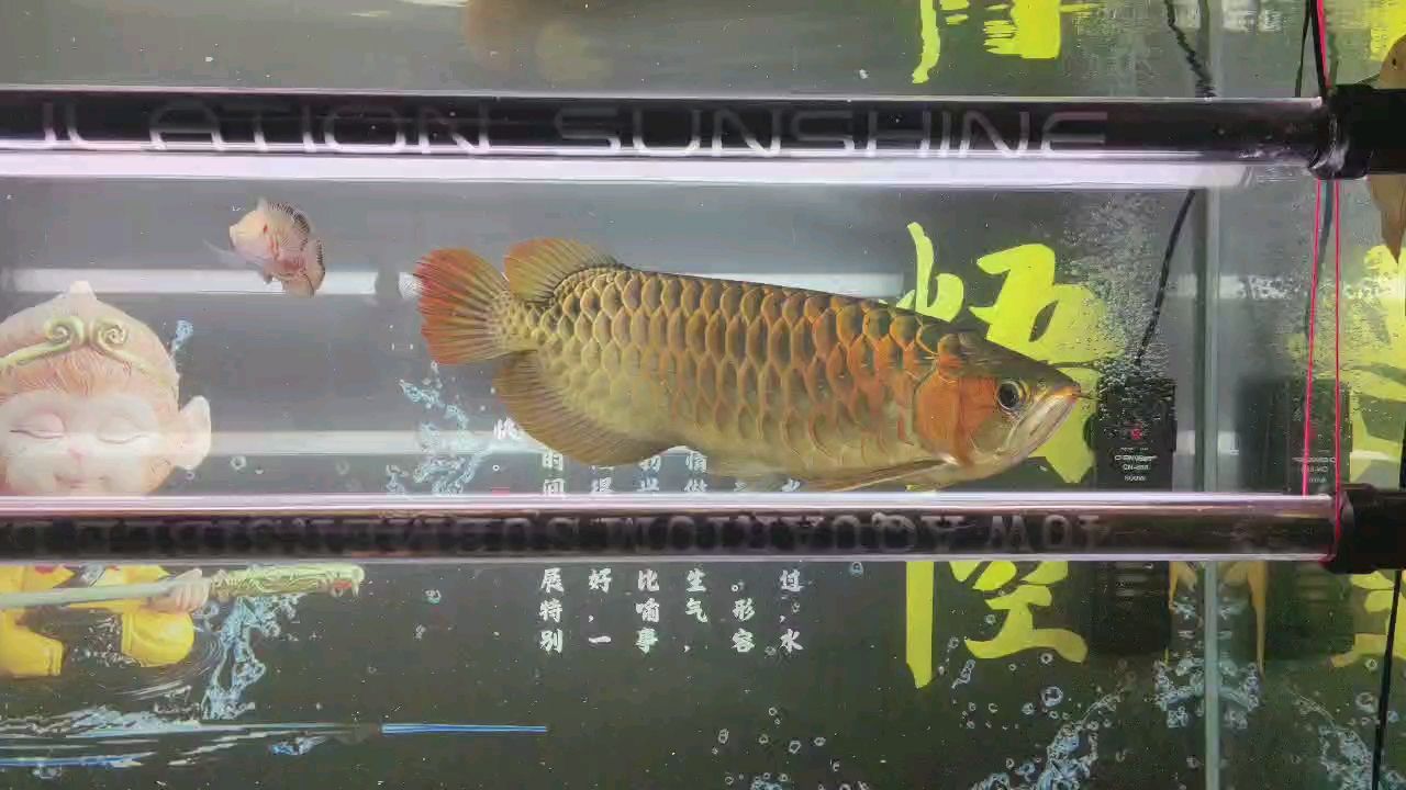 三年十月：五一快樂，祥瑞九天 觀賞魚論壇 第1張