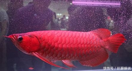 最貴紅龍魚價(jià)格：紅龍魚價(jià)格多少錢一只