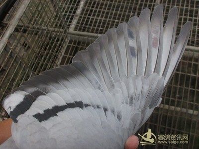 金龍魚賽鴿：金龍魚賽鴿成績記錄 龍魚百科 第2張