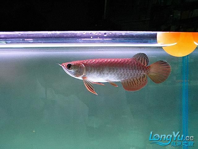 金龍魚(yú)過(guò)背高背：過(guò)背金龍魚(yú)和高背金龍魚(yú)有什么區(qū)別