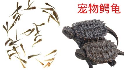 龍魚喂小魚仔有營養(yǎng)嗎：龍魚喂小魚仔是否具有營養(yǎng)