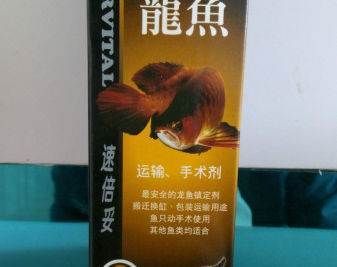 大的龍魚怎么長途運輸：長途運輸大龍魚需要注意一些關(guān)鍵因素以確保魚的安全和健康 龍魚百科 第1張