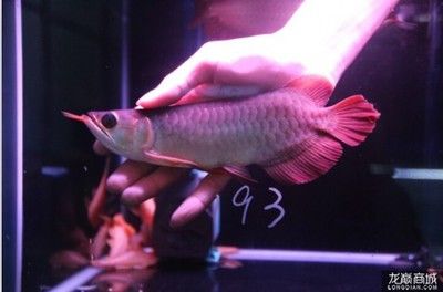 20厘米紅龍魚一年能長多大魚：紅龍魚一年能長多大