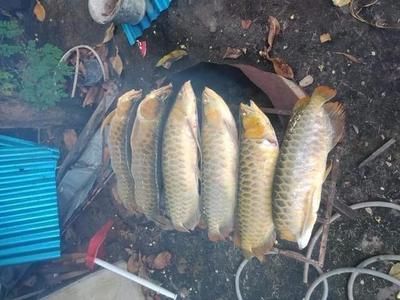 龍魚的配魚活躍還不好釣：如何選擇龍魚配魚 龍魚百科 第2張