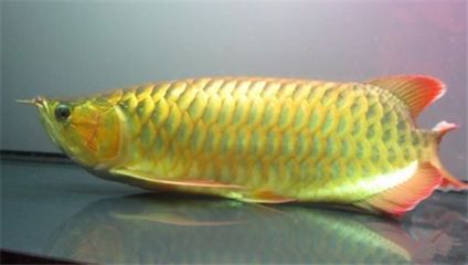 龍魚(yú)在魚(yú)缸底下趴著不動(dòng)是怎么回事：龍魚(yú)在魚(yú)缸底下趴著不動(dòng)是怎么回事呢？ 龍魚(yú)百科 第3張