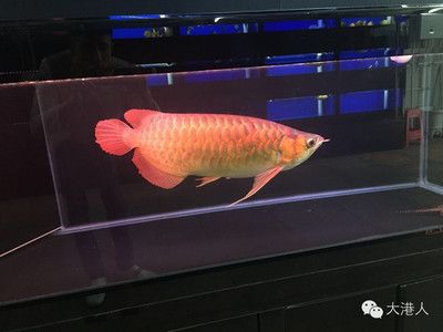 紅龍配魚(yú)中層觀賞魚(yú)有哪些：紅龍配魚(yú)中層觀賞魚(yú) 龍魚(yú)百科 第3張