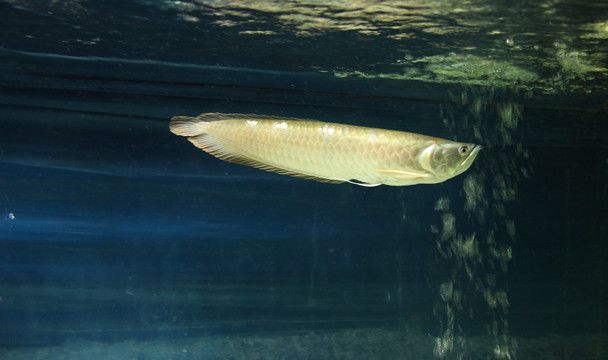 金龍魚(yú)頭洞是怎么引起的？：金龍魚(yú)頭洞怎么引起的 龍魚(yú)百科 第3張