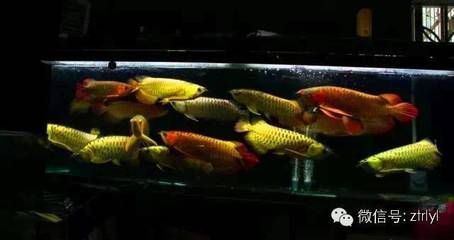 龍魚行情：2019年淡水魚行情價格走勢分析預測龍魚市場價格波動