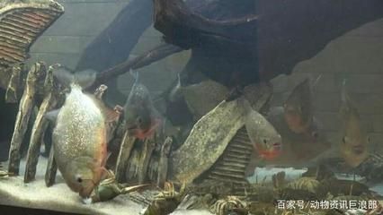 怎么養(yǎng)好紅龍魚：喂養(yǎng)魚龍蝦幼崽需要考慮其飲食習性和生長階段的詳細步驟和注意事項