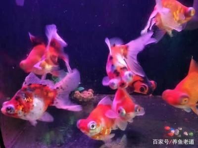 喂龍魚的草金如何消毒：喂龍魚的草金如何消毒喂龍魚的草金如何消毒